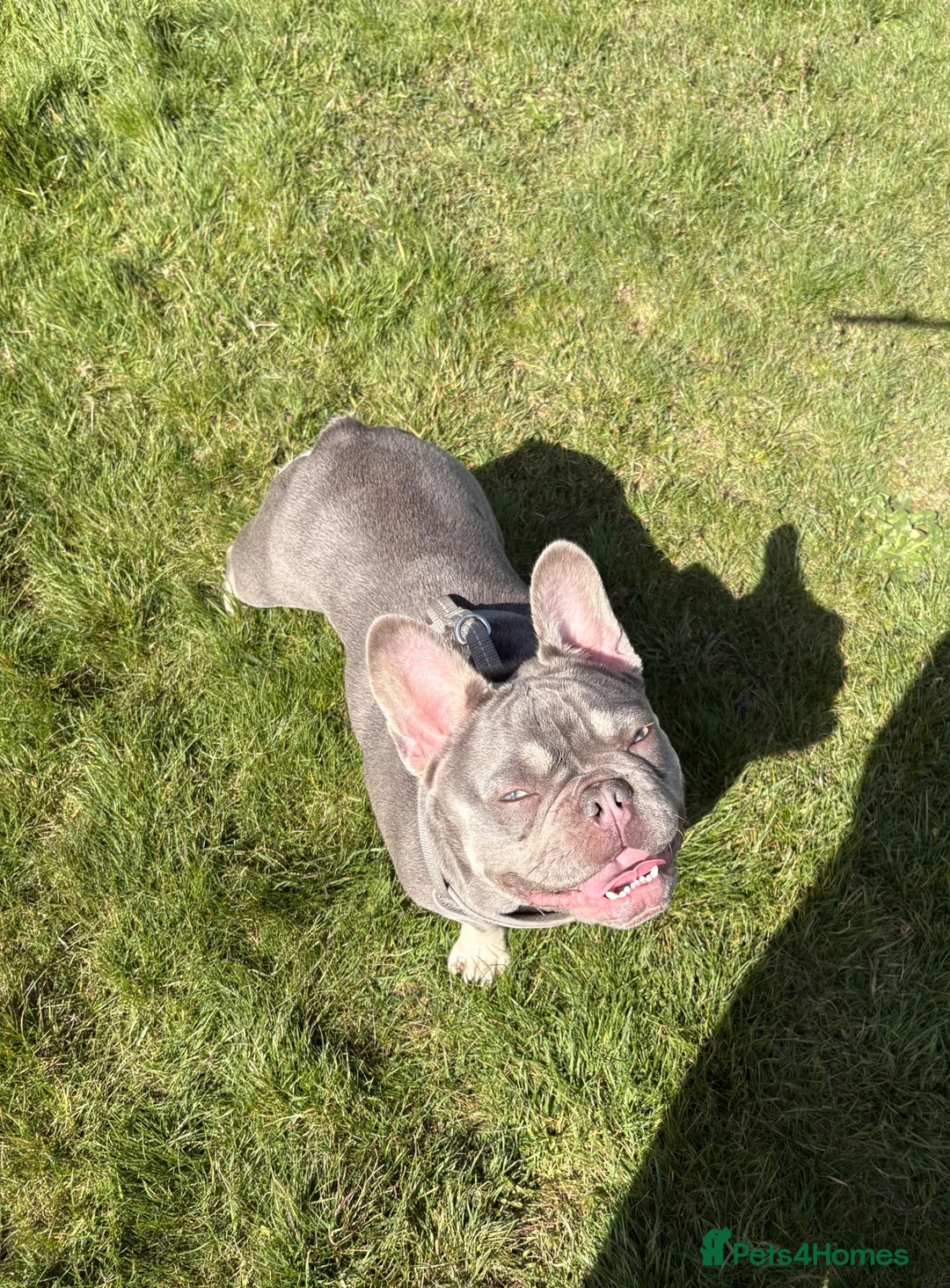 French Bulldog dogs for sale: Full pedigree female French bull dog  - Advert 6
