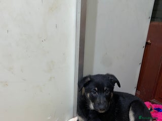 German Shepherd dogs Outstanding German shepherd pups - Advert 1