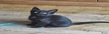 Burmese 1