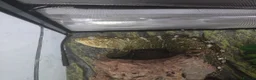 Gecko reptiles for sale: Leachinaus gecko proven female in Wigan - Advert 6
