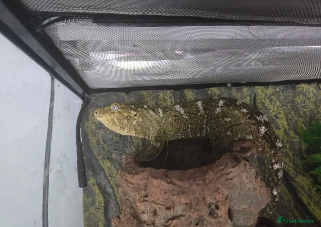 Gecko reptiles for sale: Leachinaus gecko proven female in Wigan - Advert 6