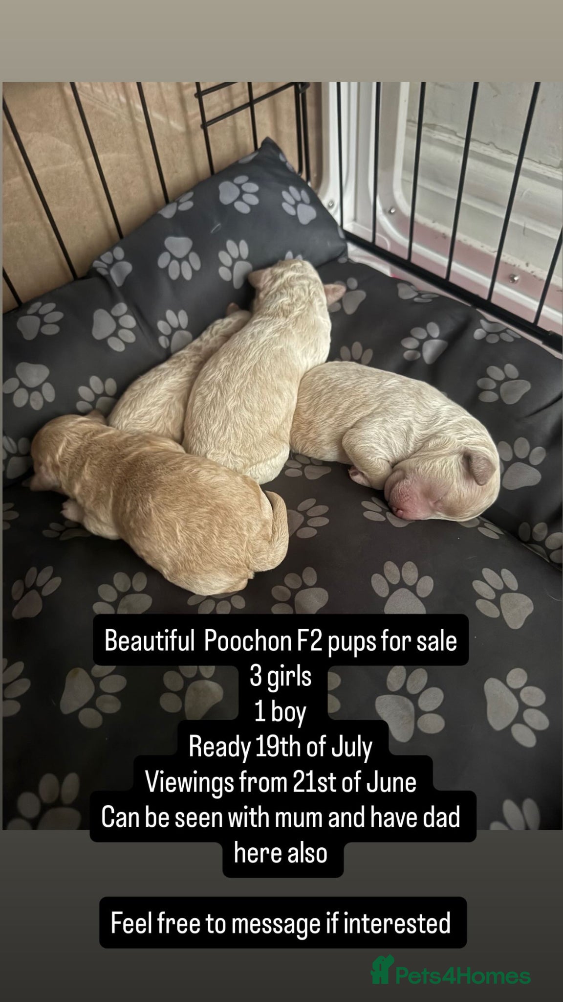 Poochon dogs for sale: Beautiful F2 Poochon puppies  - Advert 8