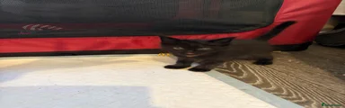 Ragcoon 4