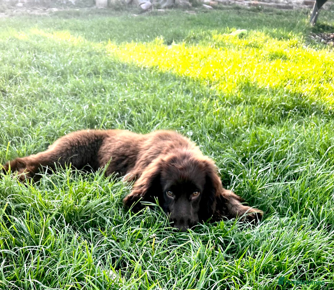 Sprocker dogs for sale: Chocolate Sprocker Spaniels last Girl   in Goole - Image 15