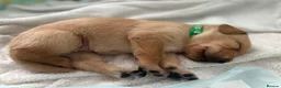 Labrador Retriever dogs for sale: Beautiful fox red labrador puppies - Advert 8
