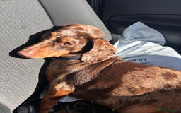 Dachshund dogs for sale: Dachshund for rehoming  - Advert 11