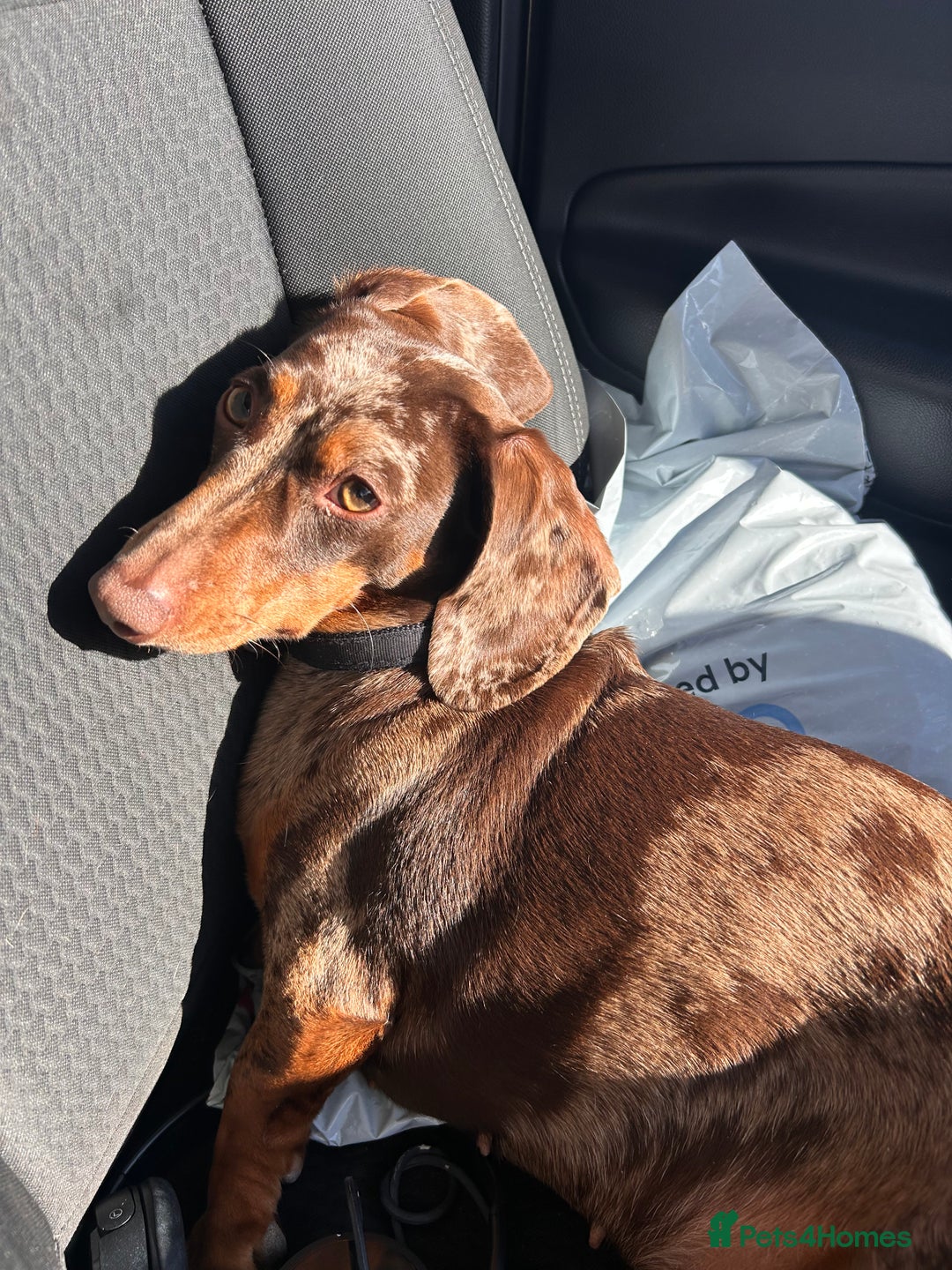 Dachshund dogs for sale: Dachshund for rehoming  - Advert 11