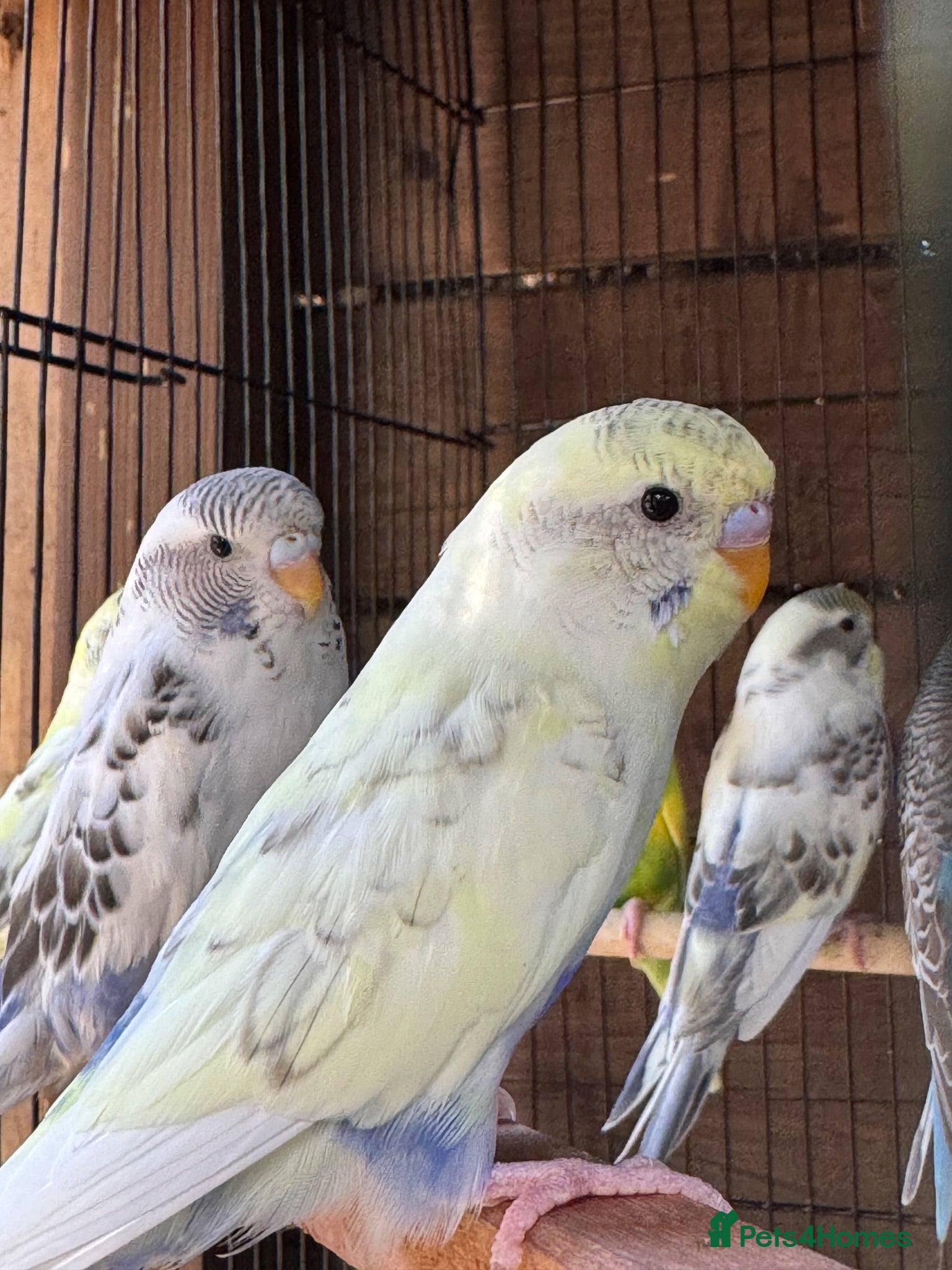 Budgerigars birds Adorable budgies for sale  - Advert 1