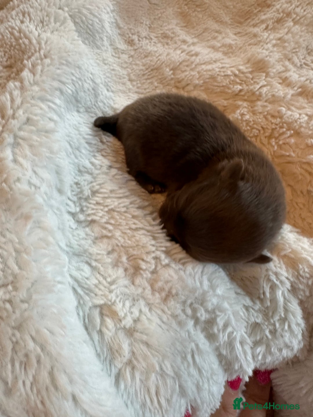 Pomeranian dogs for sale: Xs Pomeranian puppies  - Image 5