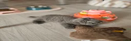 British Shorthair cats for sale: Beautiful Blue Active Queen – GCCF Registered - Advert 15