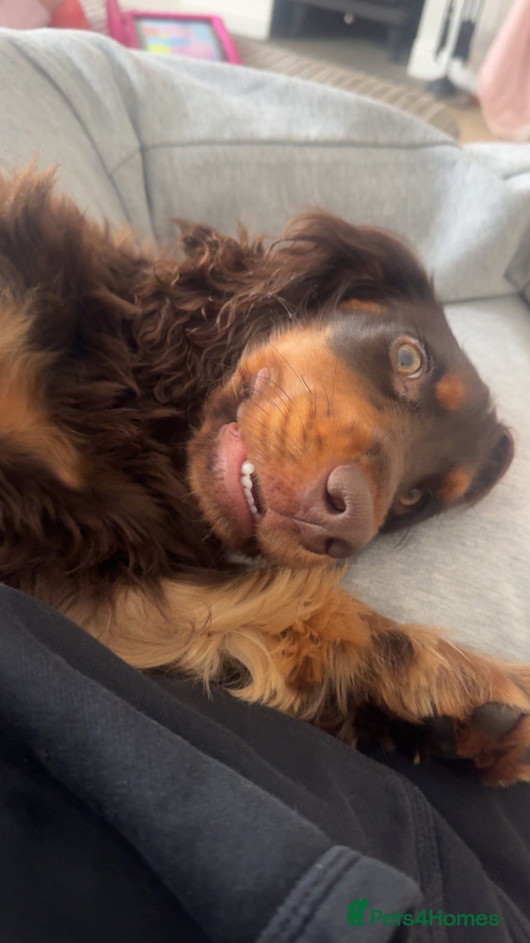Cocker Spaniel dogs for sale: Cocker spaniel for sale  - Advert 4