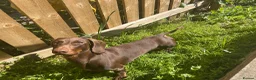 Dachshund dogs for stud: Monty  in Bradford - Advert 5