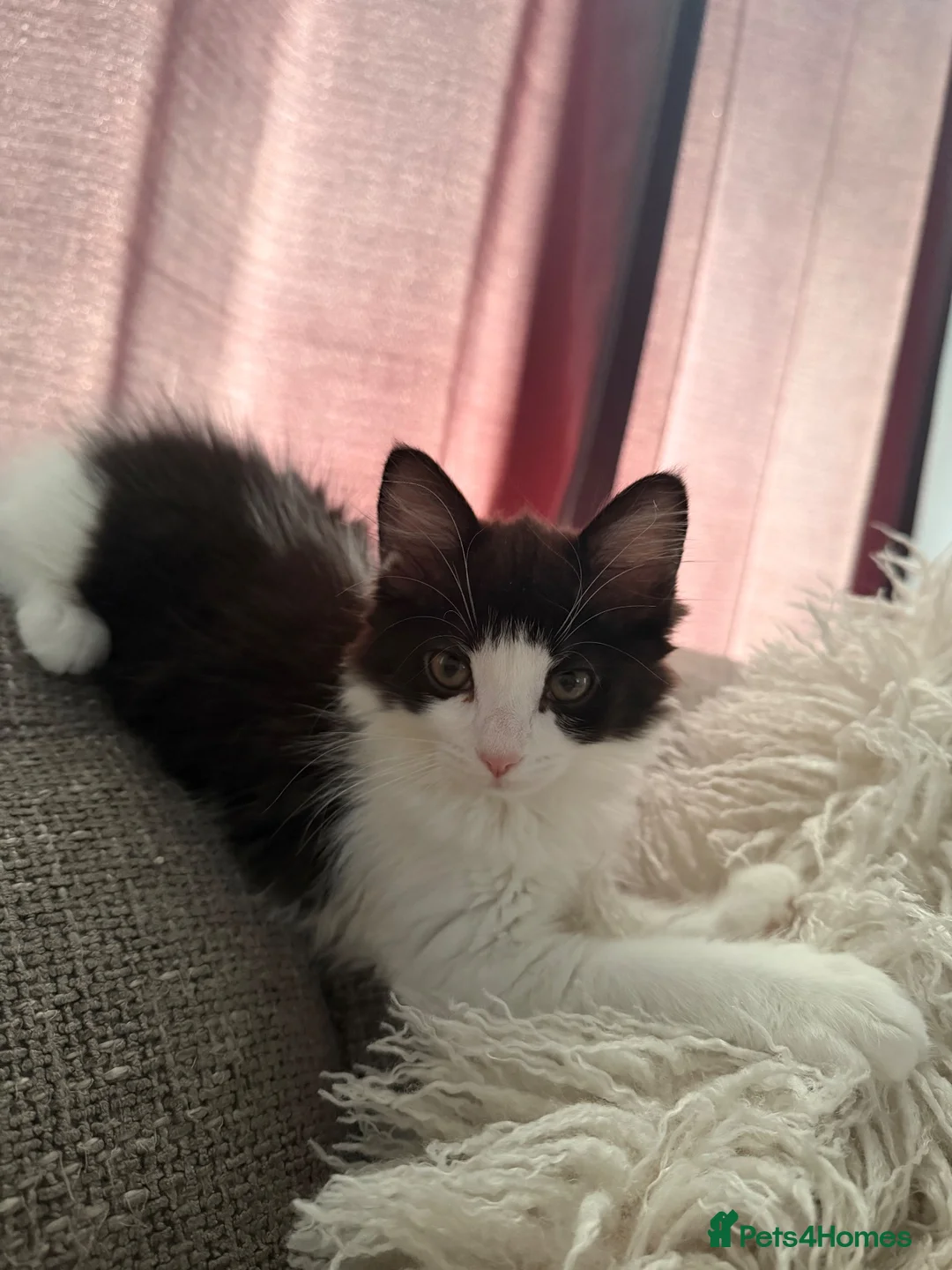 British Shorthair cats for sale: Female kitten, tuxedo - Advert 6