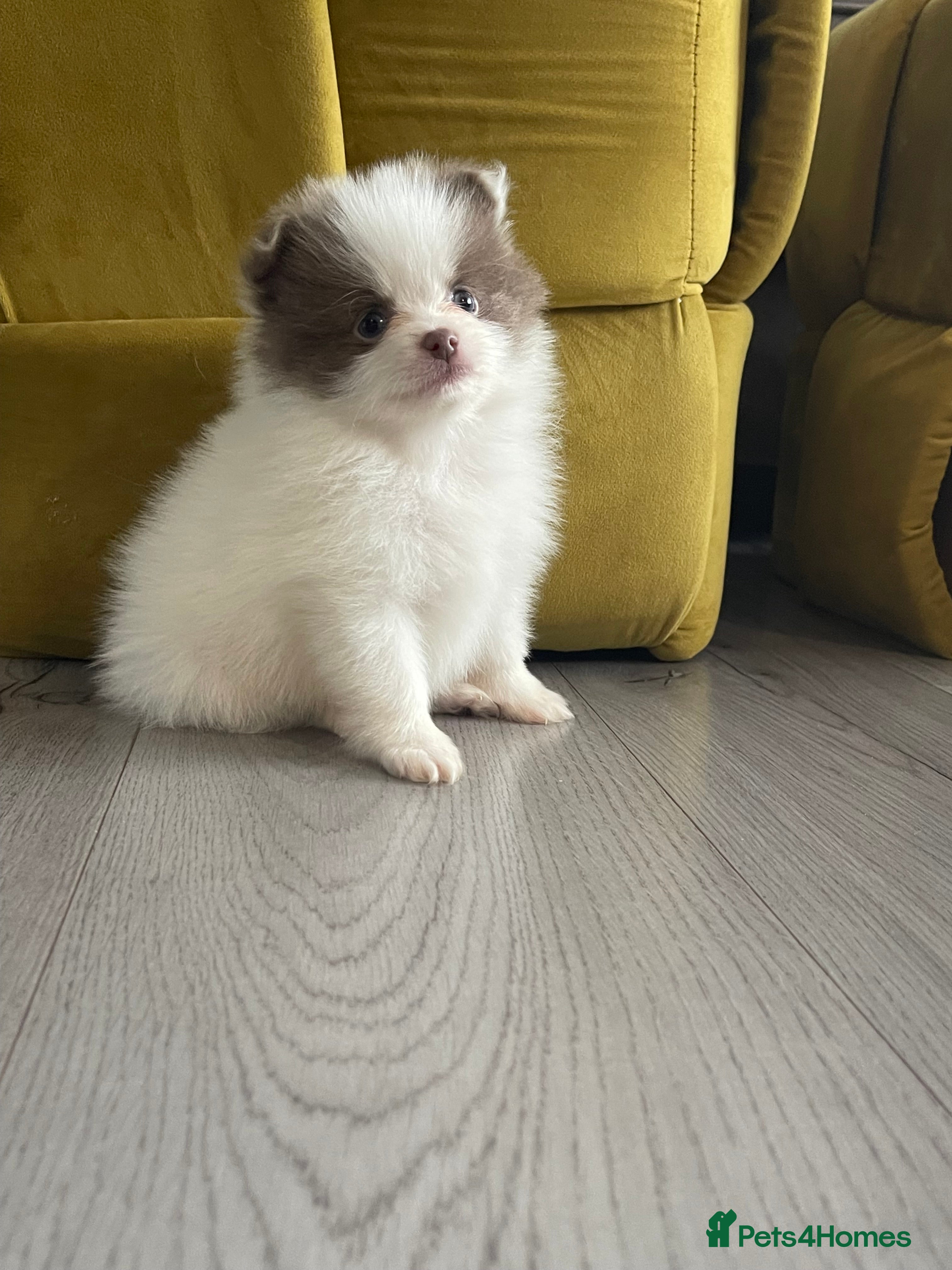 Pomeranian dogs 💜 POMERANIANS💜 - Advert 13