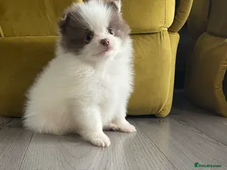Pomeranian dogs 💜 POMERANIANS💜 - Advert 13