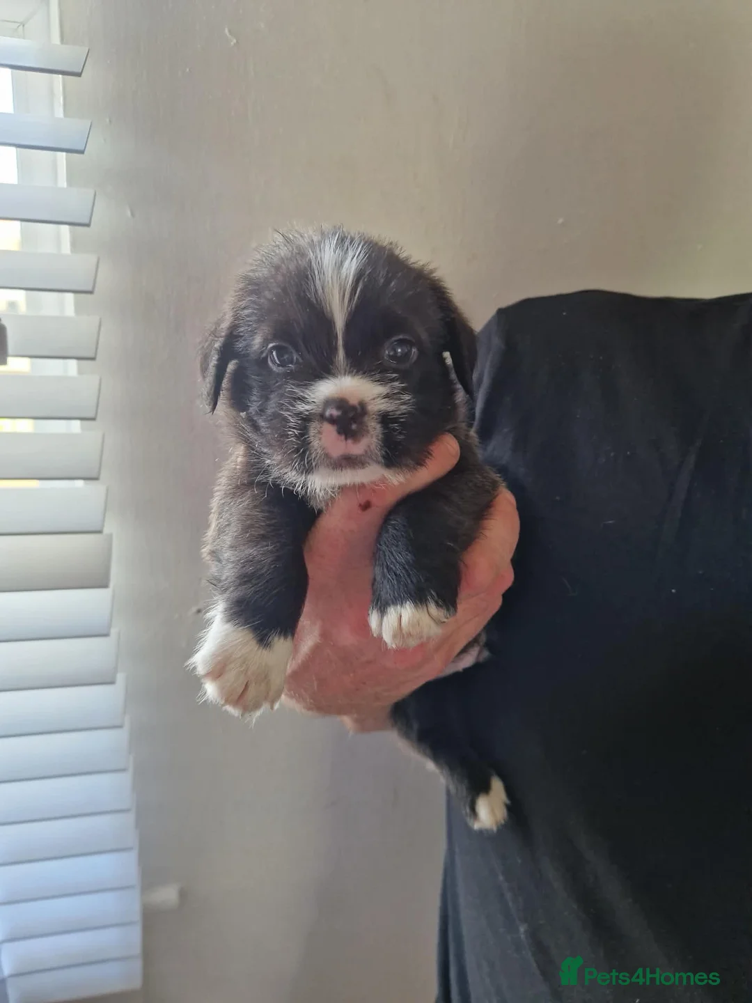 Mixed Breed dogs for sale: Pocket bully X  in Brierley Hill - Advert 2