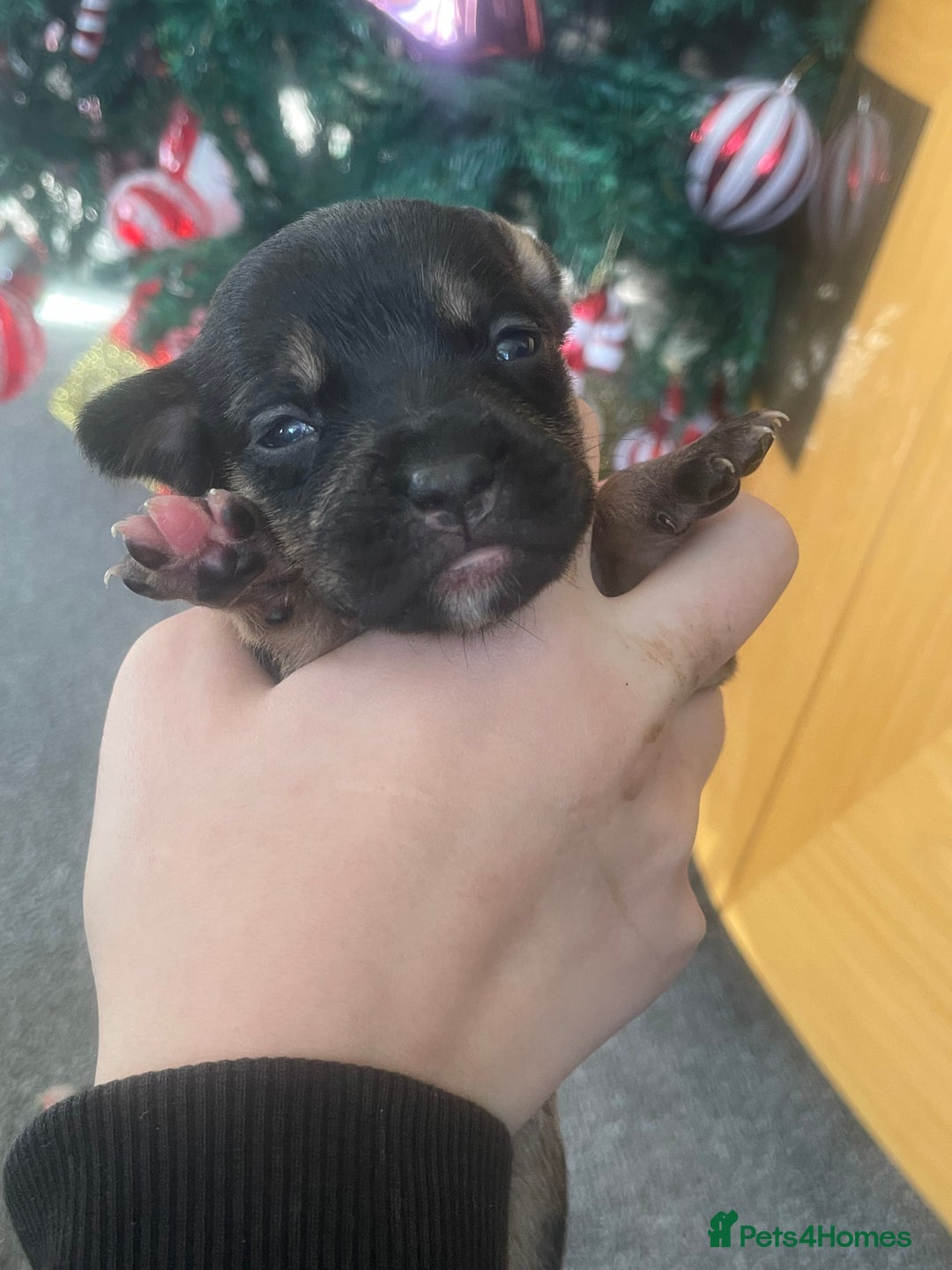 Mixed Breed dogs for sale: Bodeguero Andaluz x French Bulldog Puppies  - Advert 20