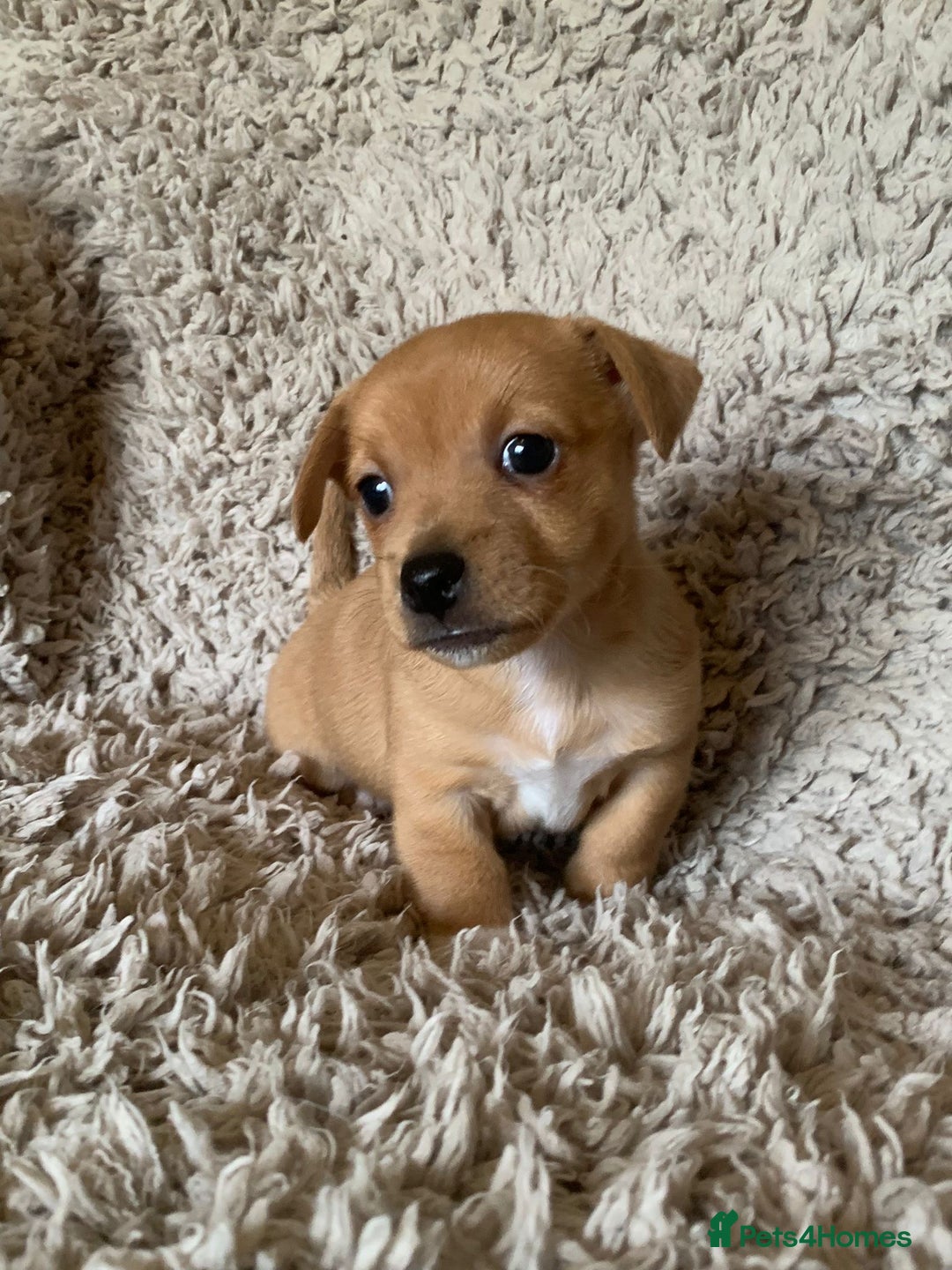 Jack Russell dogs for sale: Exceptional litter of miniature Jack RussellS - Image 18