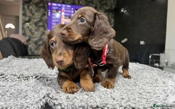 Miniature Dachshund dogs for sale: Longhaired miniature dachshund puppies KC reg. - Image 15