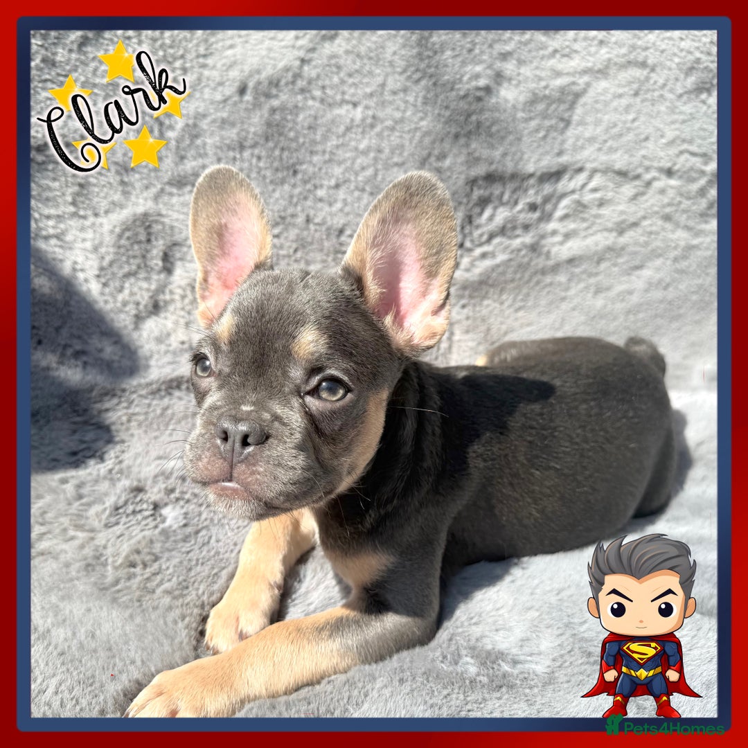 French Bulldog dogs for sale: *Platinum* KC Litter Only 2 Boys Left Lilac & Tan - Image 6