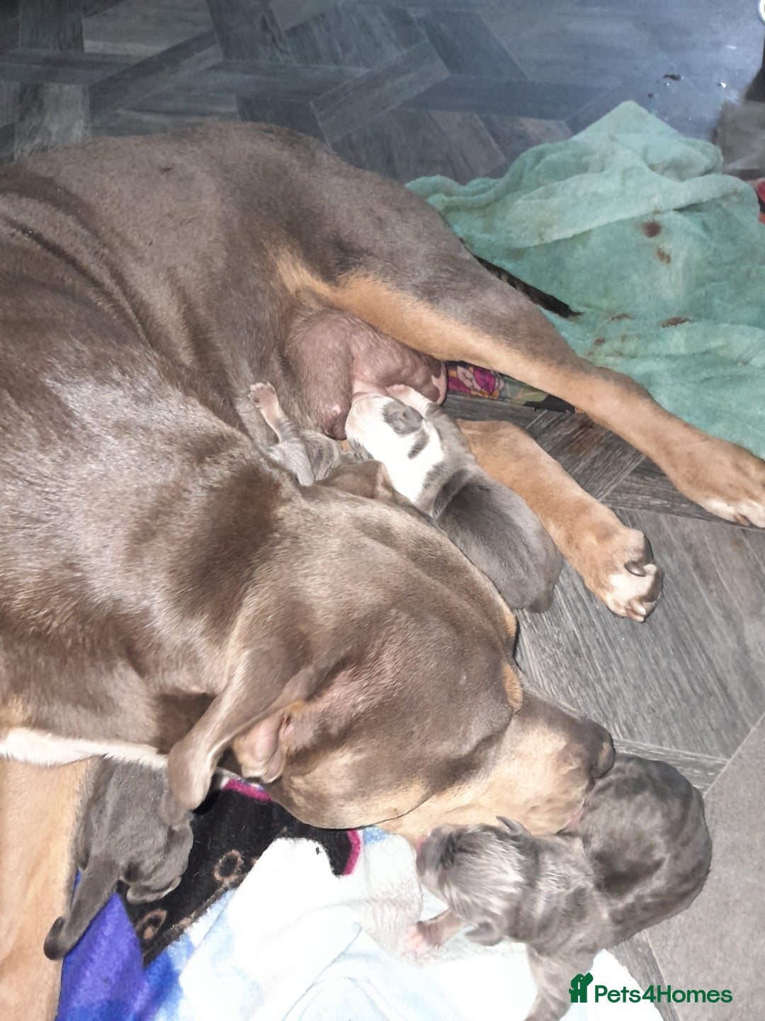 Staffordshire Bull Terrier dogs for sale: Blue tri Staffordshire bull terrier pups for sale  - Image 3