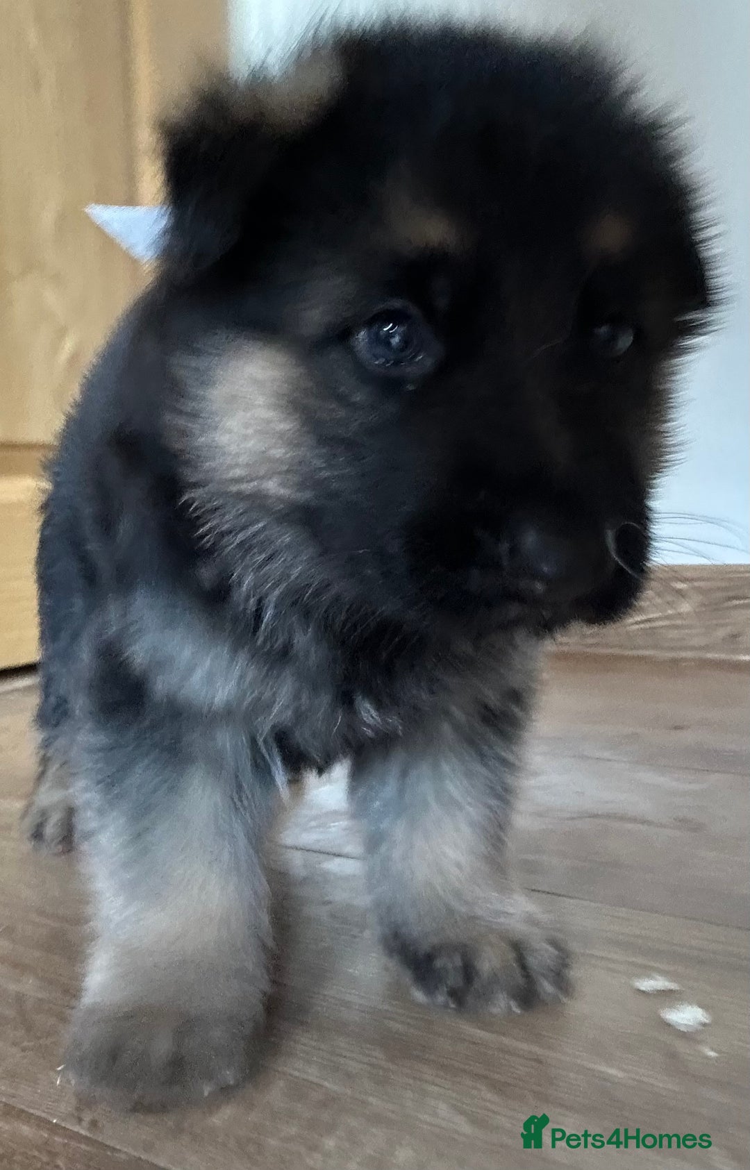 German Shepherd dogs for sale: Kc Registered German Shepherd Puppies - Advert 14