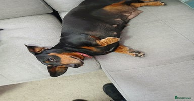 Dachshund dogs - Advert 1