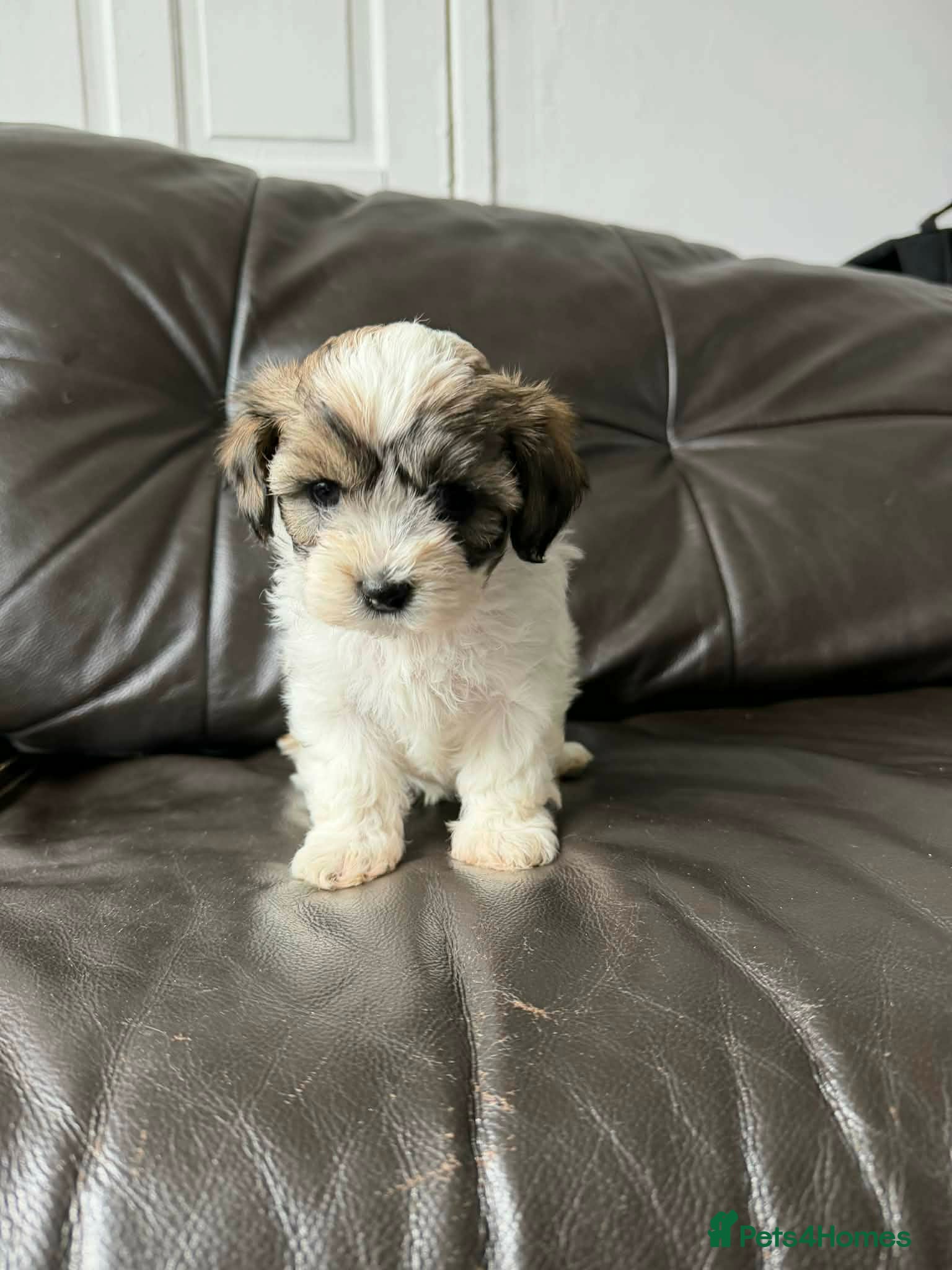 Mixed Breed dogs Gorgeous Malshi puppy's female - Advert 1