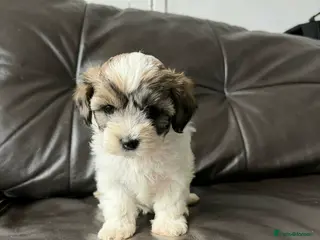 Mixed Breed dogs Gorgeous Malshi puppy's female - Advert 1