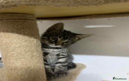 Bengal cats for sale: BEAUTIFUL HALF BENGAL KITTENS - Image 19