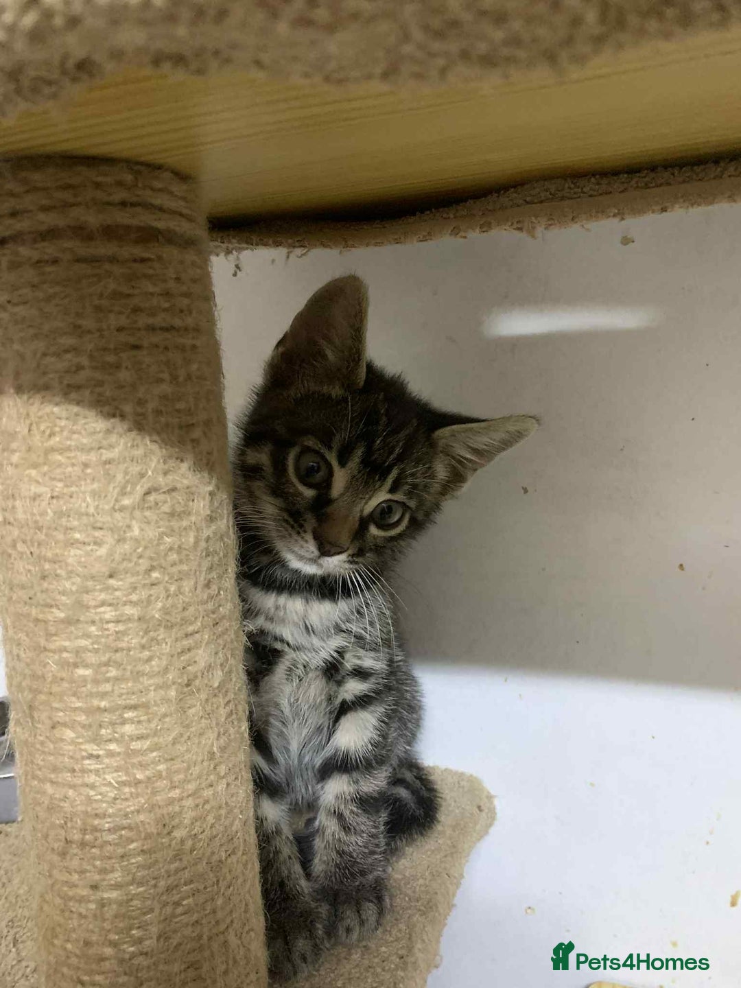 Bengal cats for sale: BEAUTIFUL HALF BENGAL KITTENS - Image 19