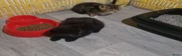 Mixed Breed cats for sale: Beautiful  Cat  in Manchester - Advert 2