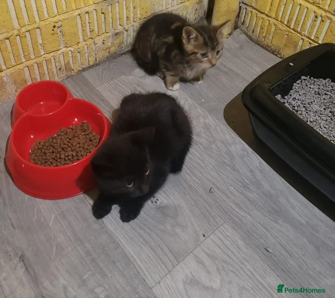 Mixed Breed cats for sale: Beautiful  Cat  in Manchester - Advert 2