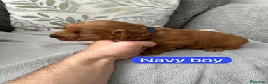 Cockapoo 3
