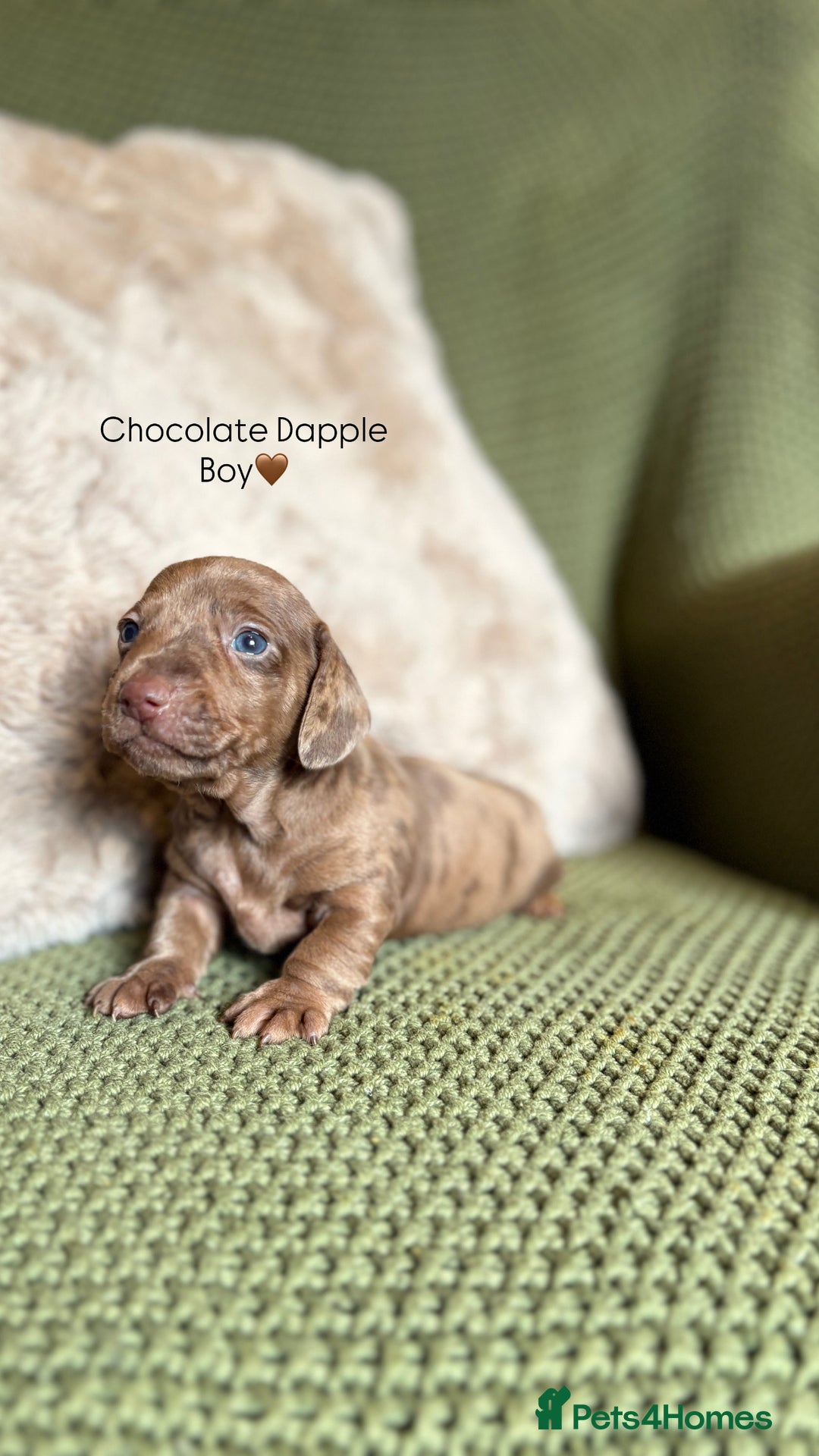 Miniature Dachshund dogs for sale: Smooth Haired Miniature Dachshunds - Advert 13