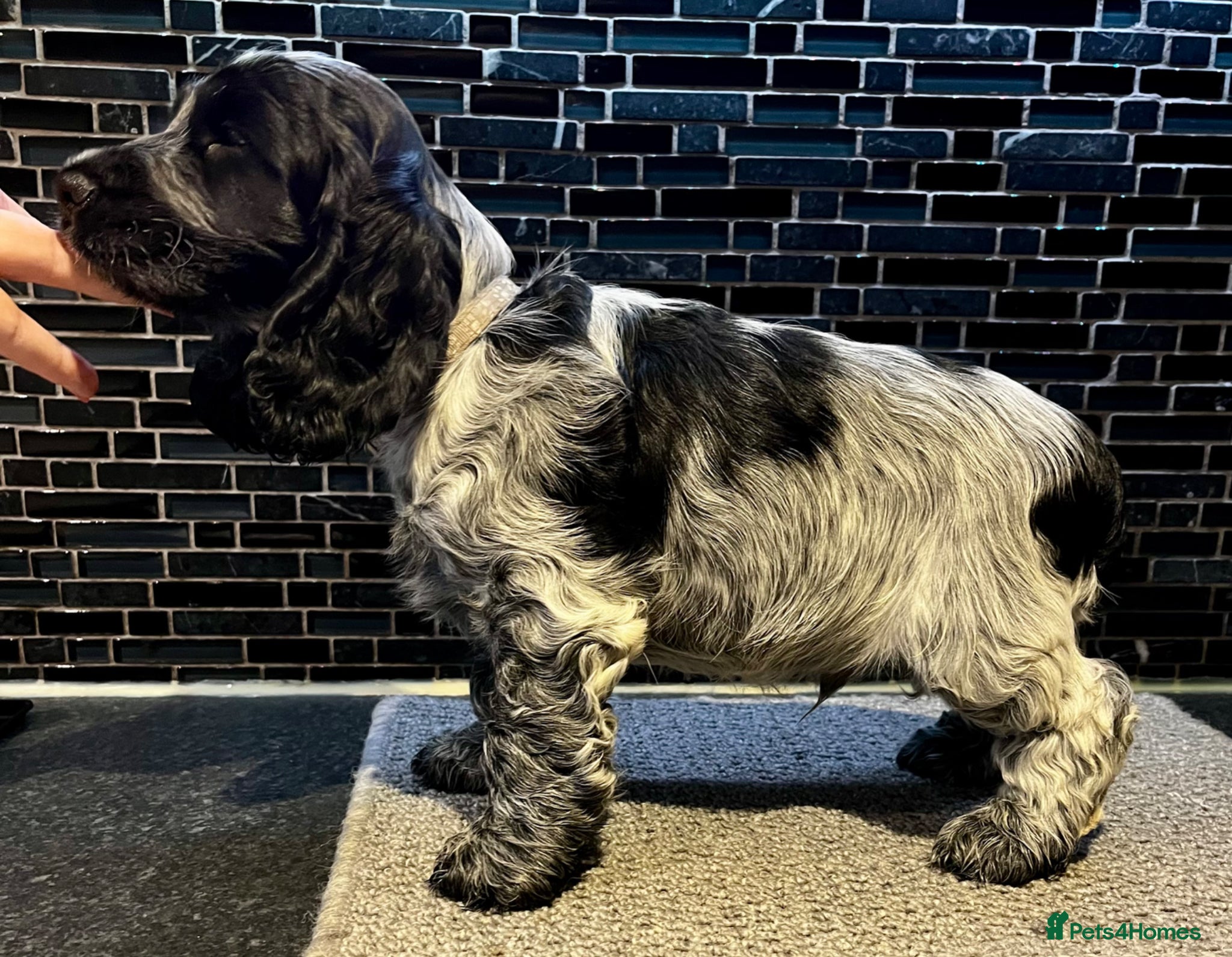 Cocker Spaniel dogs for sale: READY NOW KC Show Cocker Spaniels - Advert 2