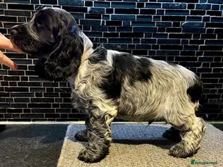 Cocker Spaniel dogs for sale: READY NOW KC Show Cocker Spaniels - Advert 2