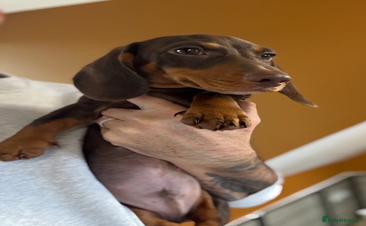 Miniature Dachshund dogs - Advert 2