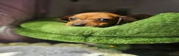 Dachshund dogs for sale: 1 Miniature dachshund left in Swadlincote - Advert 2