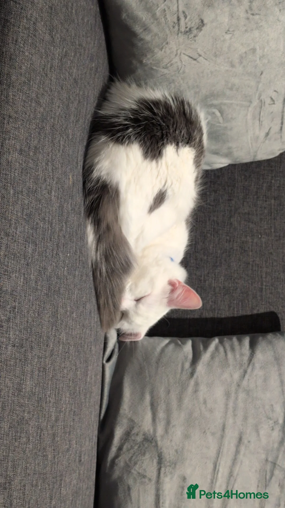 British Shorthair cats for sale: One male kitten  in Wallasey - Advert 1
