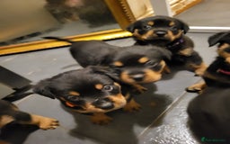 Rottweiler dogs for sale: Rottweiler puppy's 2 boys 5 girls - Image 14
