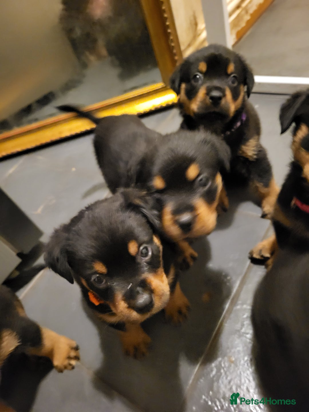 Rottweiler dogs for sale: Rottweiler puppy's 2 boys 5 girls - Image 14