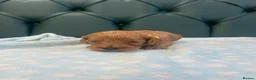 Cockapoo dogs for sale: 5⭐️ Licensed breeder. F1 cockapoo PRA Clear - Advert 23