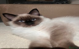 Ragdoll cats for sale: 3 month male ragdoll - Advert 6