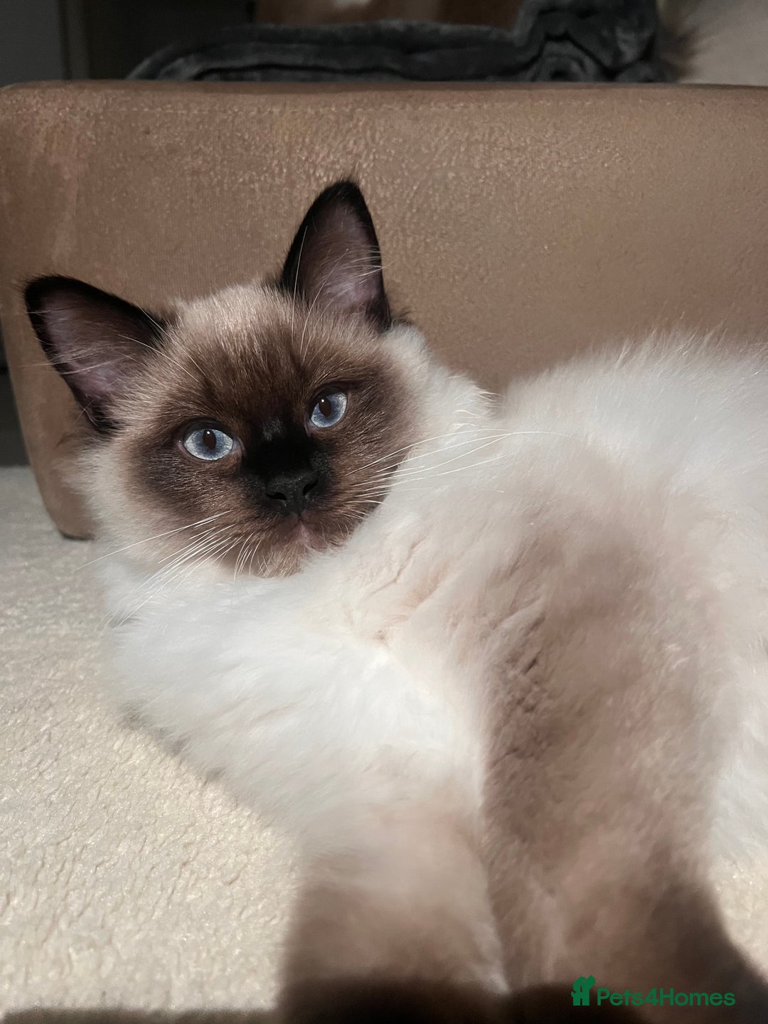 Ragdoll cats for sale: 3 month male ragdoll - Advert 6