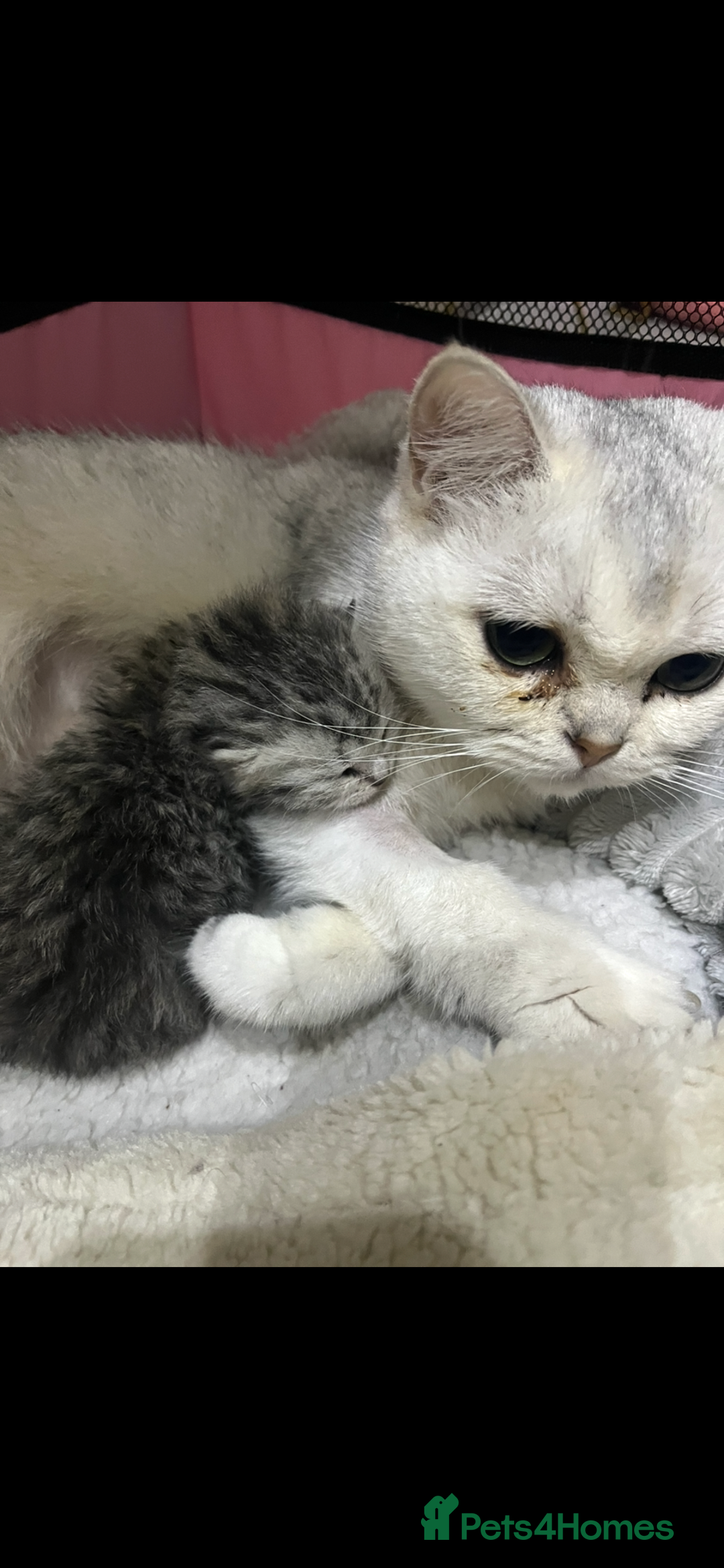 British Shorthair cats for sale: Stunning Silver Spotted Tabby, BSH,  - Image 7