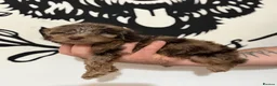 Cockapoo dogs for sale: Last Puppy remaining ❤️ f3 cockapoo puppies 🐾 - Advert 17