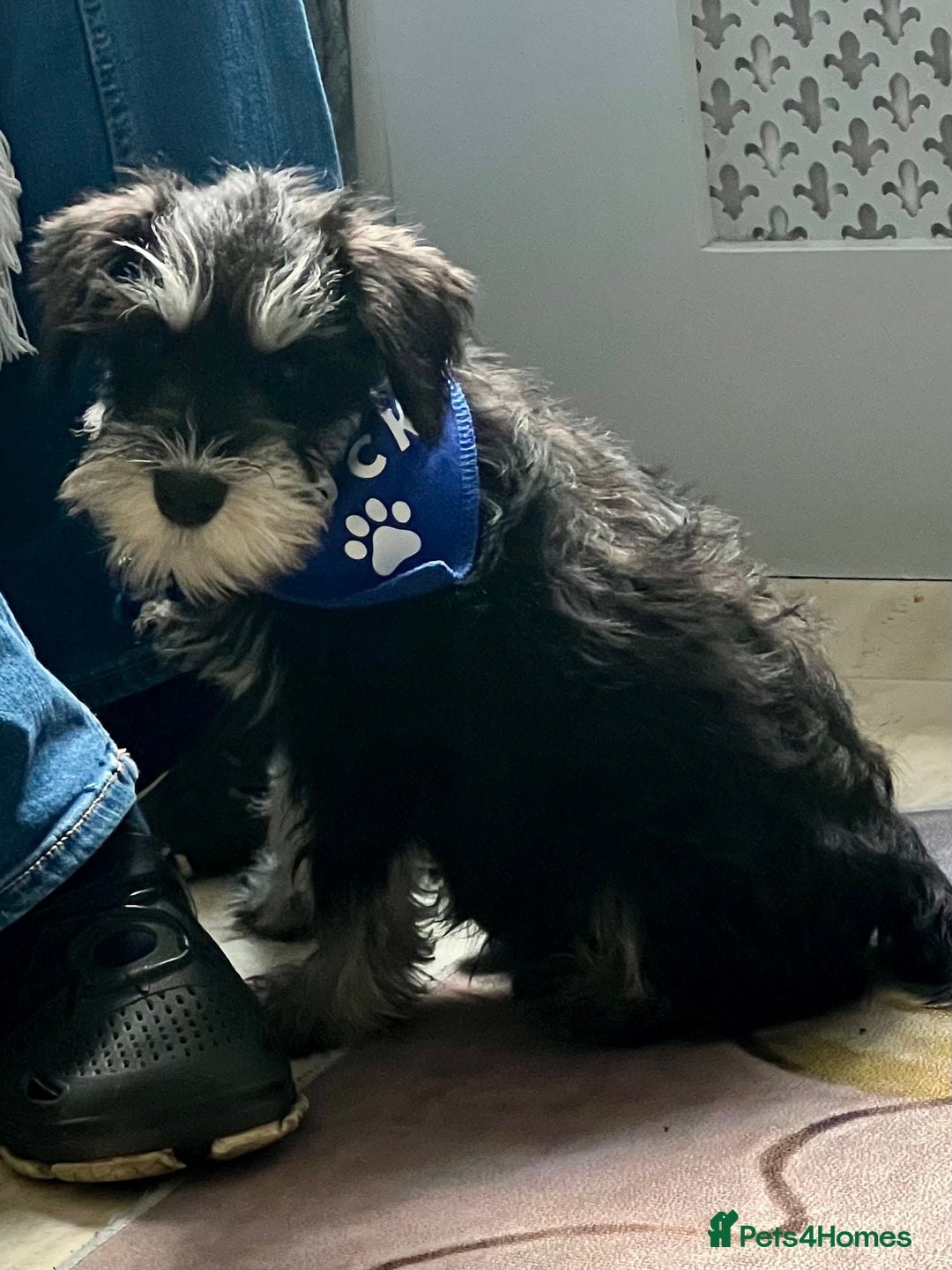 Miniature Schnauzer dogs for stud: 🐾🌟Miniature Schnauzer Stunning Stud 🌟🐾 - Advert 16