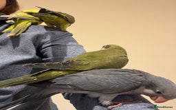 Parrots birds for sale: Hand reared baby quaker - Image 3