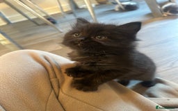 Ragdoll cats for sale: Reserved - Image 20